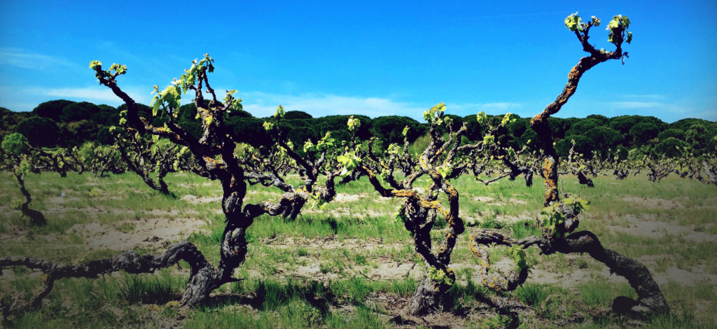 Terroir – O que torna um vinho único?